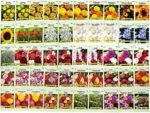 Paquet De Graines De Fleurs : 1000 Semences Pour Un Jardin éblouissant