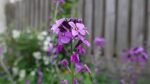 Paquet De Graines De Fleurs : 1000 Semences Pour Un Jardin éblouissant