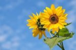 Paquet De Graines De Fleurs : 1000 Semences Pour Un Jardin éblouissant