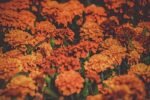 Paquet De Graines De Fleurs : 1000 Semences Pour Un Jardin éblouissant