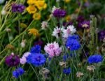 Paquet De Graines De Fleurs : 1000 Semences Pour Un Jardin éblouissant