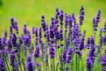 Paquet De Graines De Fleurs : 1000 Semences Pour Un Jardin éblouissant