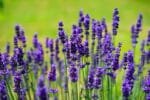 Paquet De Graines De Fleurs: 1000 Semences Pour Un Jardin éblouissant
