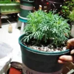 Perlite Pour Améliorer Le Drainage Dans Le Mélange De Sol Succulent