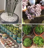 Perlite Pour Améliorer Le Drainage Dans Le Mélange De Sol Succulent