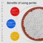 Perlite Pour Améliorer Le Drainage Dans Le Mélange De Sol Succulent