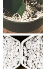 Perlite Pour Améliorer Le Drainage Dans Le Mélange De Sol Succulent