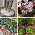 Perlite Pour Améliorer Le Drainage Dans Le Mélange De Sol Succulent