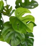 plante artificielle dill leaf a feuilles turtle back pour votre deco artificial plants 931 1