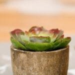 Plantes Artificielles: Bonsai Et Succulentes Pour La Décoration Intérieure - Style 10