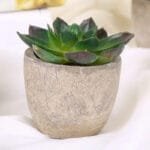 Plantes Artificielles: Bonsai Et Succulentes Pour La Décoration Intérieure - Style 5