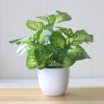 Plantes Graminées Artificielles Pour Embellir Votre Espace Sans Entretien