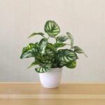 plantes grasses artificielles pour embellir votre espace sans entretien 971 1