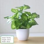 plantes grasses artificielles pour embellir votre espace sans entretien watermelon leaf 758 1
