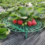 Porte-plante En Cadre Pour Fraises Esthétique Et Pratique