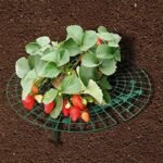 Porte-plante En Cadre Pour Fraises, Esthétique Et Pratique