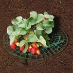 Porte-plante En Cadre Pour Fraises Esthétique Et Pratique