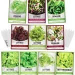 Semences De Laitue : 10 Variétés De Salades En Paquets