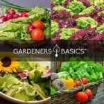 semences de laitue 10 varietes salades en paquets 937 1