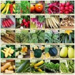 semences heirloom en sachets pour tous les jardins et cadeaux de jardinage 903 1