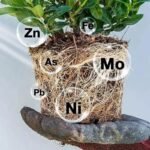 Solution Nutritionnelle Rapide Pour Vos Plantes En Pleine Croissance