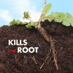 spray weed and grass killer for fast results in your garden 807 1