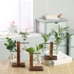 Station De Propagation De Plantes élégante Avec Un Design En Verre Transparent