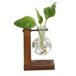 Station De Propagation De Plantes élégante Avec Un Design En Verre Transparent