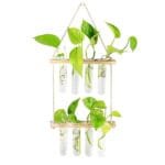 Vase Mural En Verre Pour Décoration Et Plantes Suspendues