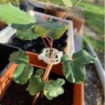Clips De Support Polyvalents Pour Plantes Pour Une Croissance Saine Et Belle.