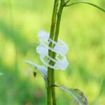 versatile plant support clips for healthy beautiful growth 870 1