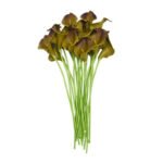 Arum - Plante Décorative élégante Pour Votre Intérieur - Kaki