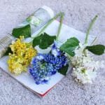 Bouquet D’hortensias Frais Et élégant