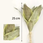 bouture de sanseviere a rooter chez 11 feuilles variante 2 610 2