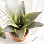 bouture de sanseviere a rooter chez sansevieria 573 2