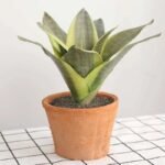 bouture de sanseviere a rooter chez sansevieria 615 2