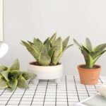 bouture de sanseviere a rooter chez sansevieria 624 2