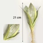 bouture de sansevieria avec fleurs elegantes 6 feuilles variante 2 945 2