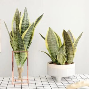 Bouture De Sansevieria Avec Fleurs élégantes