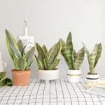 Bouture De Sansevieria Avec Fleurs élégantes