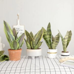 Bouture Sansevieria - Plante Sansevieria à Cultiver Chez Soi