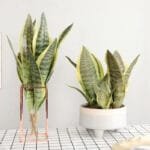 Bouture Sansevieria - Plante Sansevieria à Cultiver Chez Soi