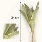 bouture sansevieria plante a cultiver chez soi 8 feuilles variante 2 717 2