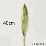 bouture sansevieria plante dinterieur resistante et chic 3 172 2
