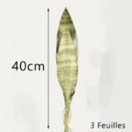 bouture sansevieria plante dinterieur resistante et chic 3 225 1