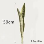 bouture sansevieria plante dinterieur resistante et chic 3 817 1