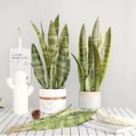 bouture sansevieria plante dinterieur resistante et chic 444 2
