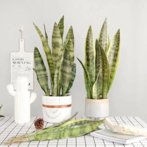 Bouture Sansevieria: Plante D’intérieur Résistante Et Chic