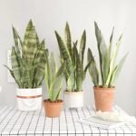 bouture sansevieria plante dinterieur resistante et chic 463 2