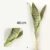 4 feuilles - 40cm - Variante 1
